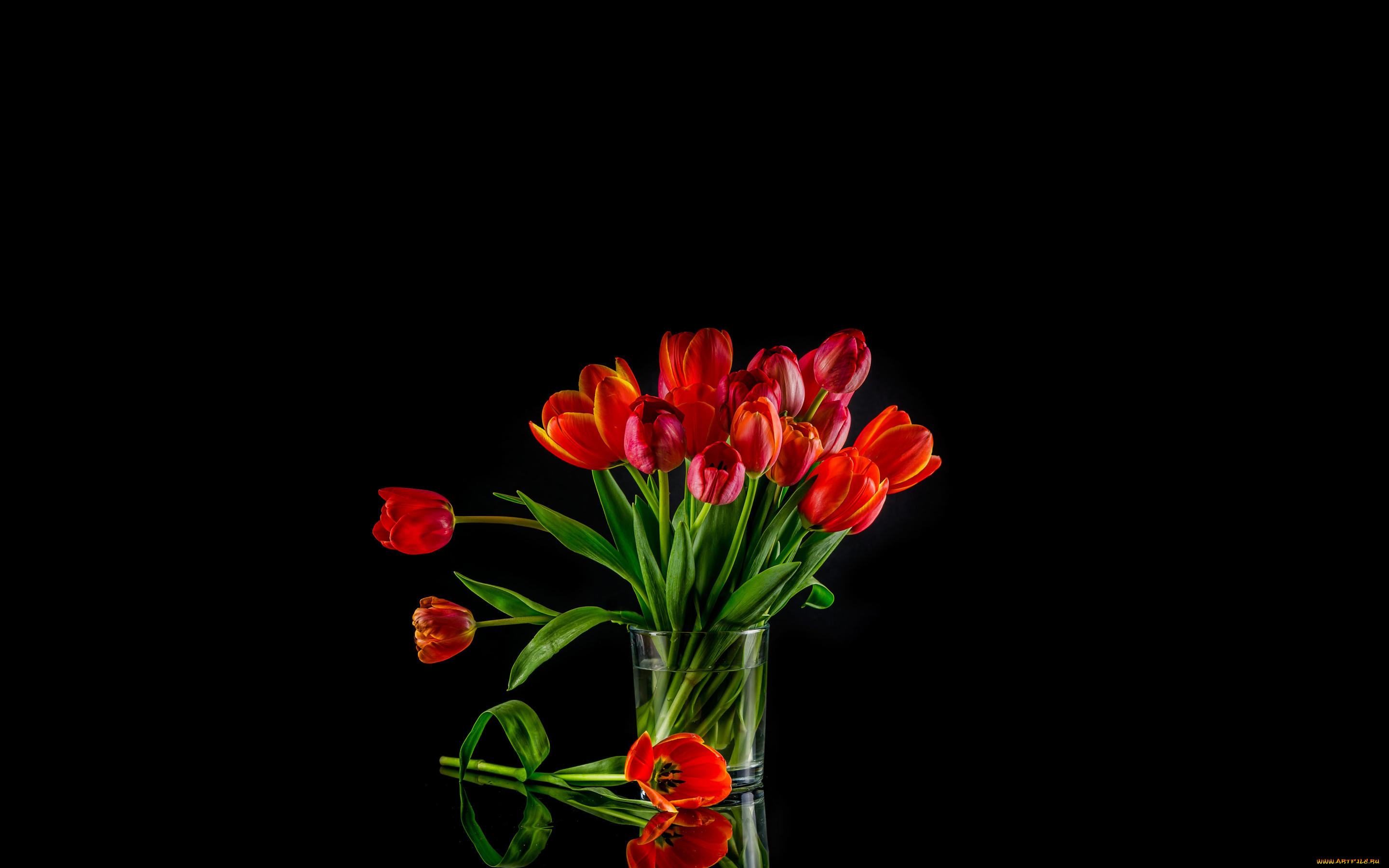 Букет тюльпанов на темном фоне